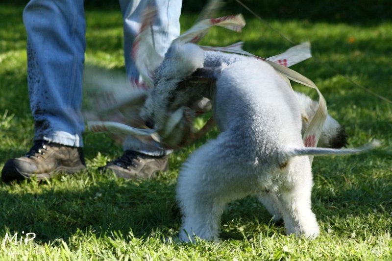 2010-10-03 Coursing-Training GE (34).jpg